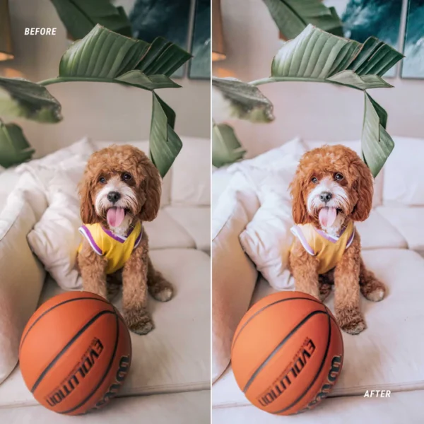 DOG BLOGGER - Image 2