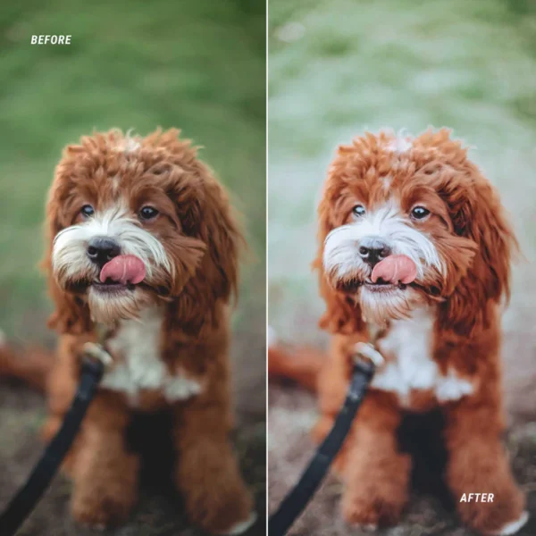 DOG BLOGGER - Image 3