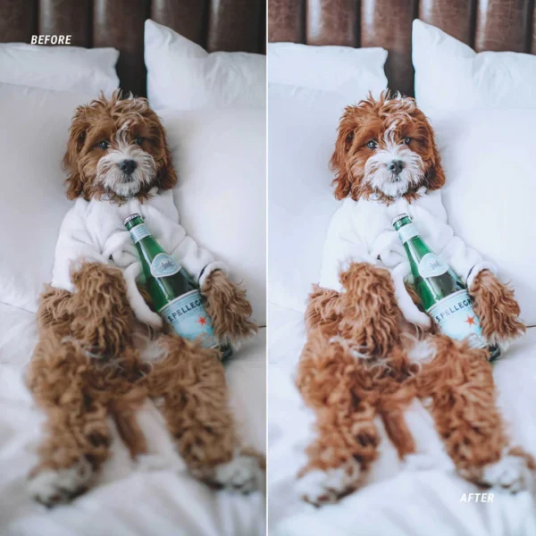 DOG BLOGGER - Image 4