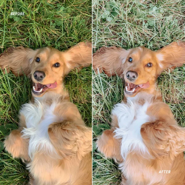 DOG BLOGGER - Image 5