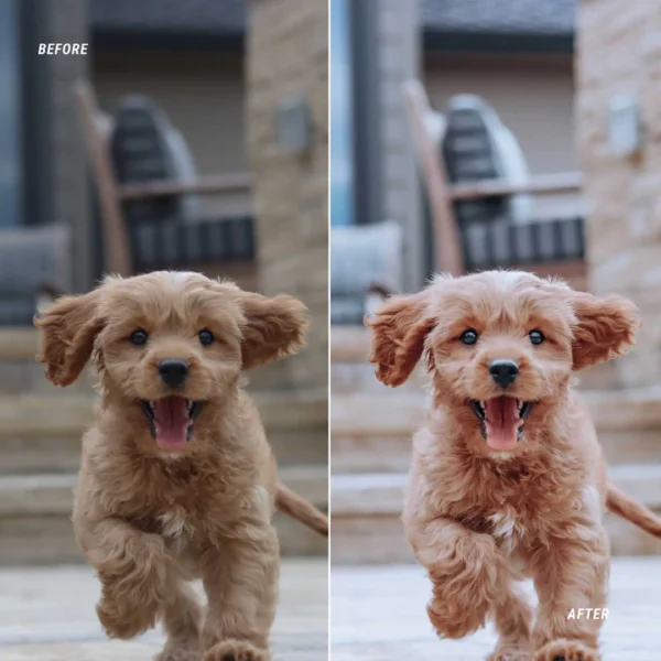 DOG BLOGGER - Image 6